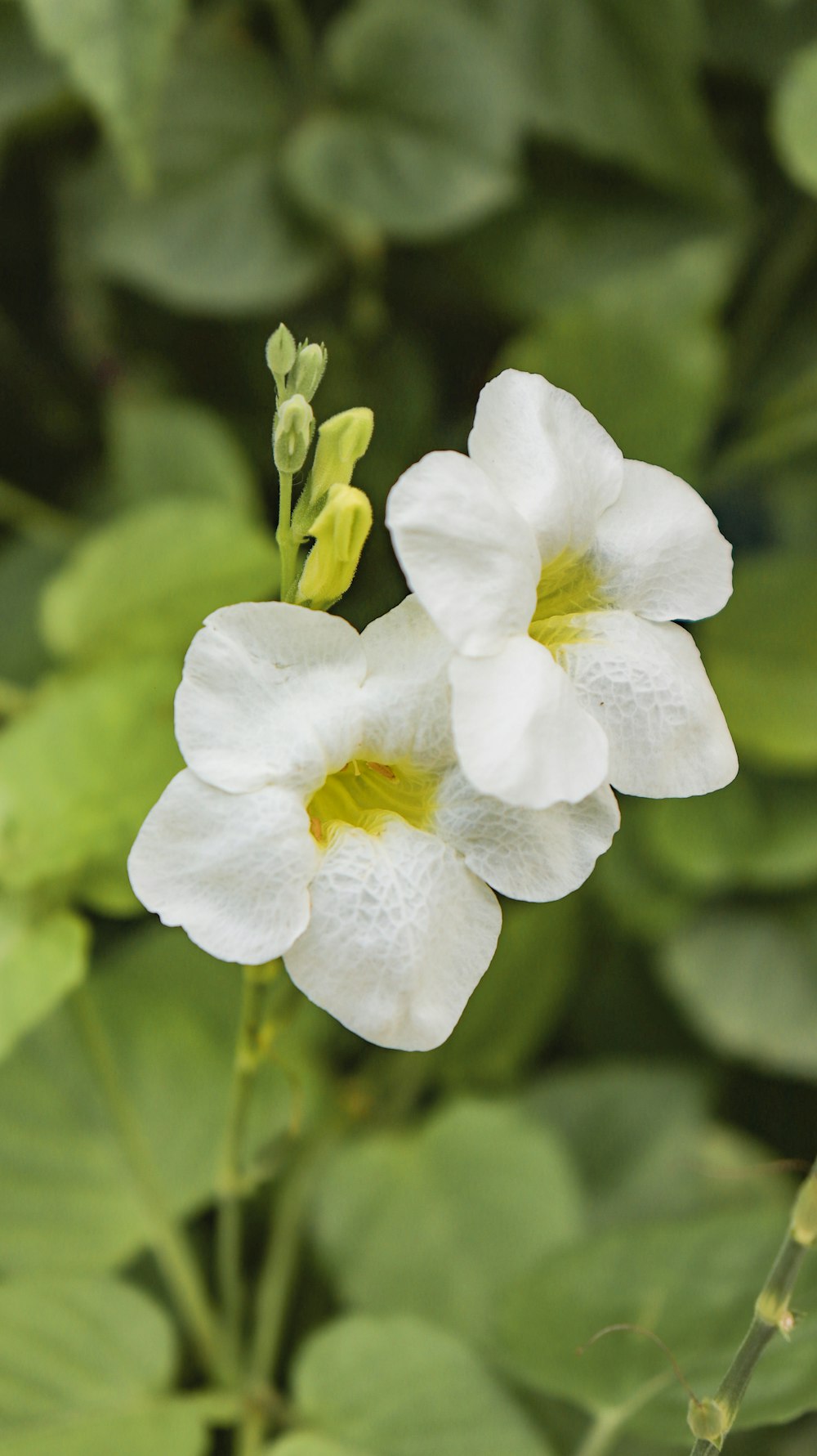 two white flowers with green leaves in the background