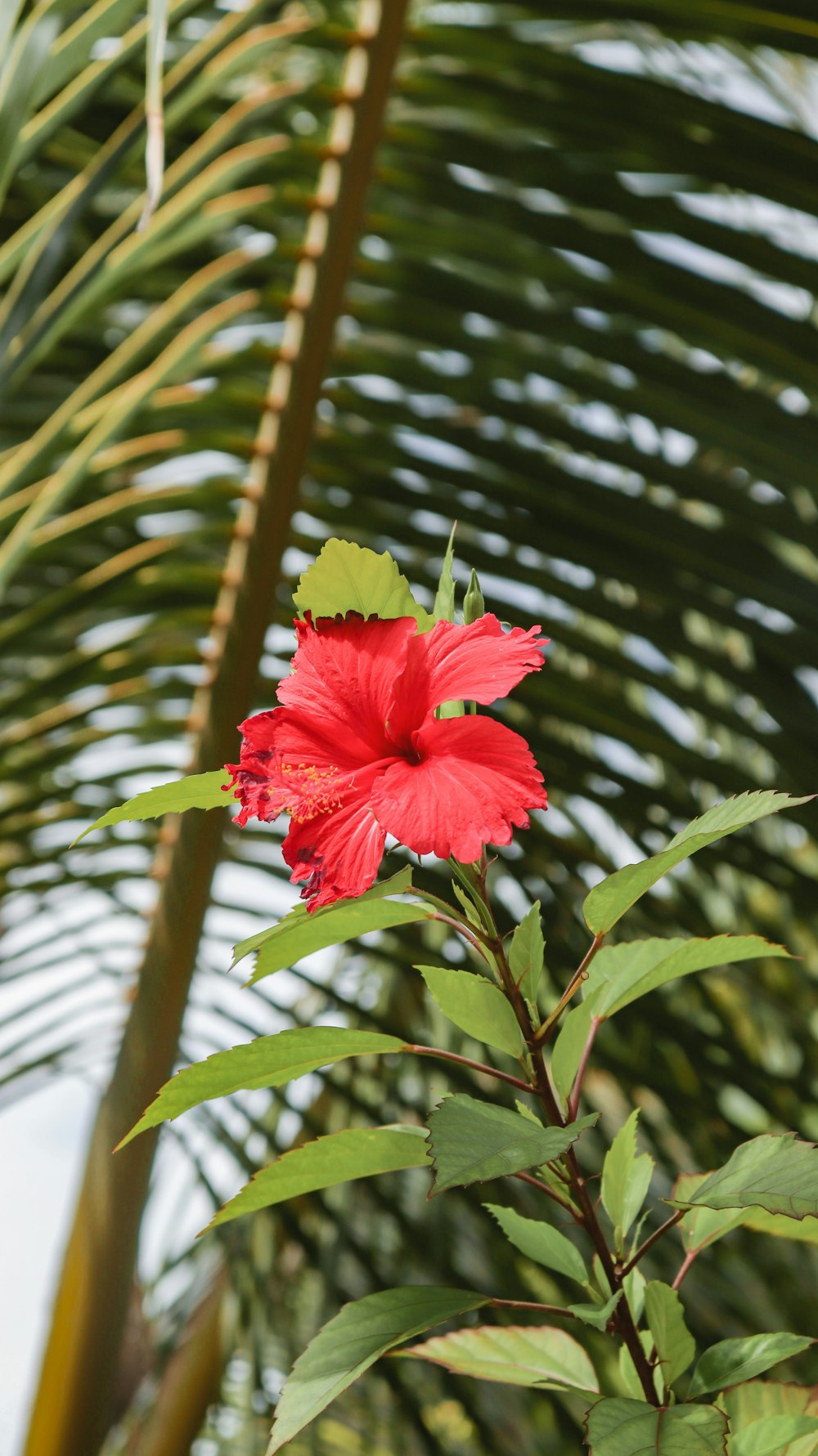 a red flower with green leaves in the background