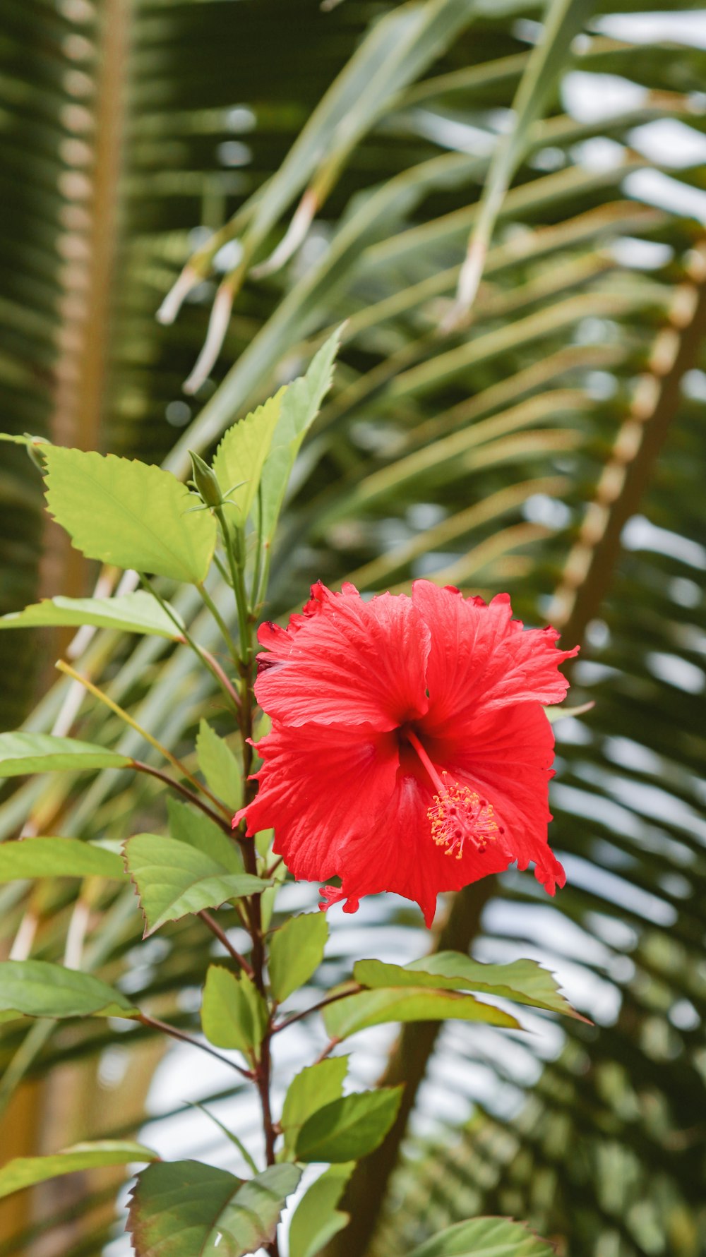 a red flower is blooming on a tree branch