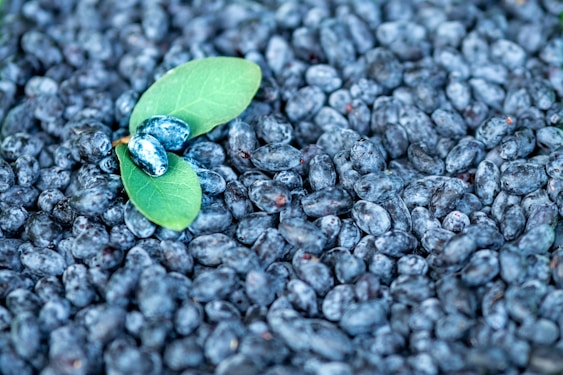 a green leaf laying on top of a pile of blueberries