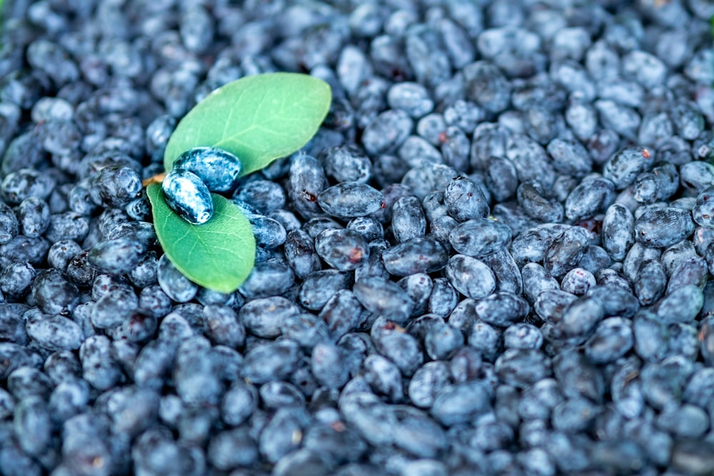 a green leaf laying on top of a pile of blueberries