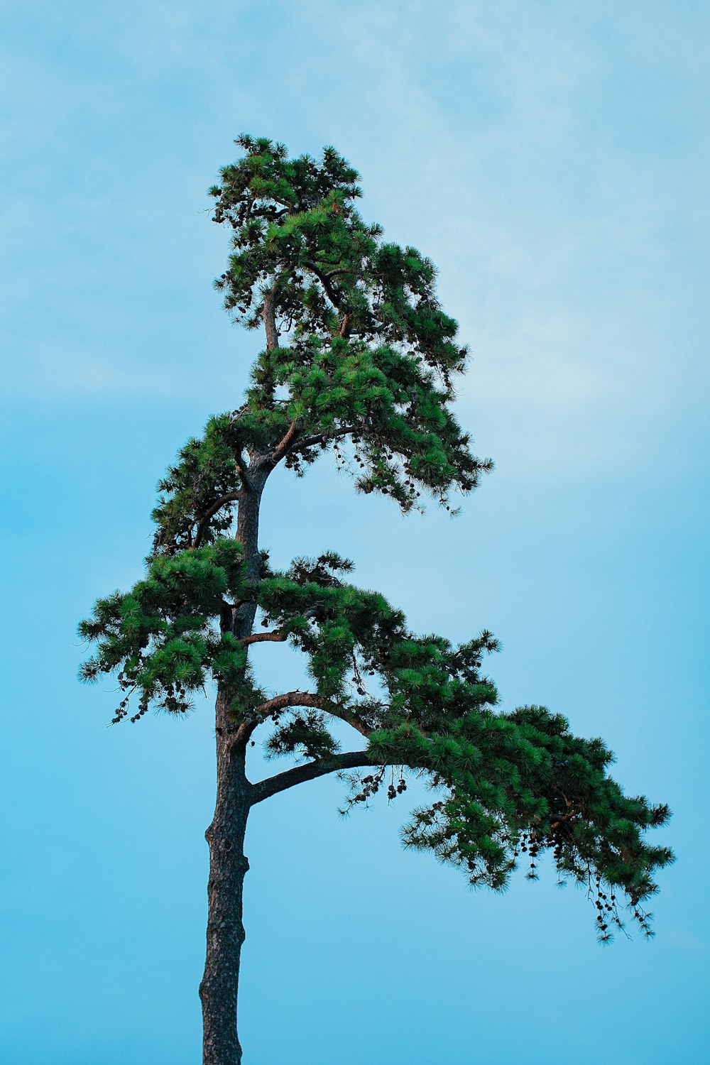 a tall pine tree with a blue sky in the background