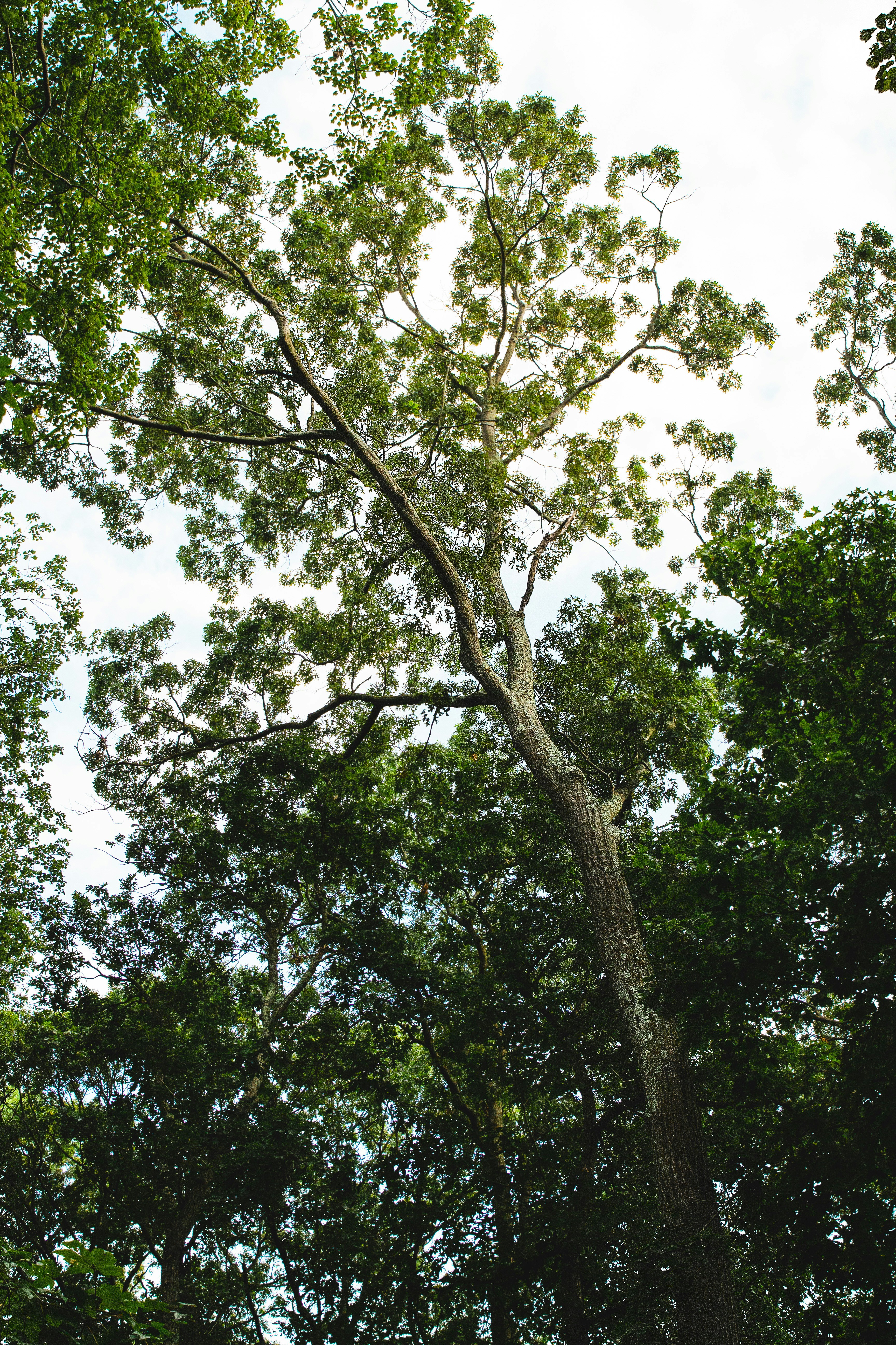 a tall tree with lots of green leaves