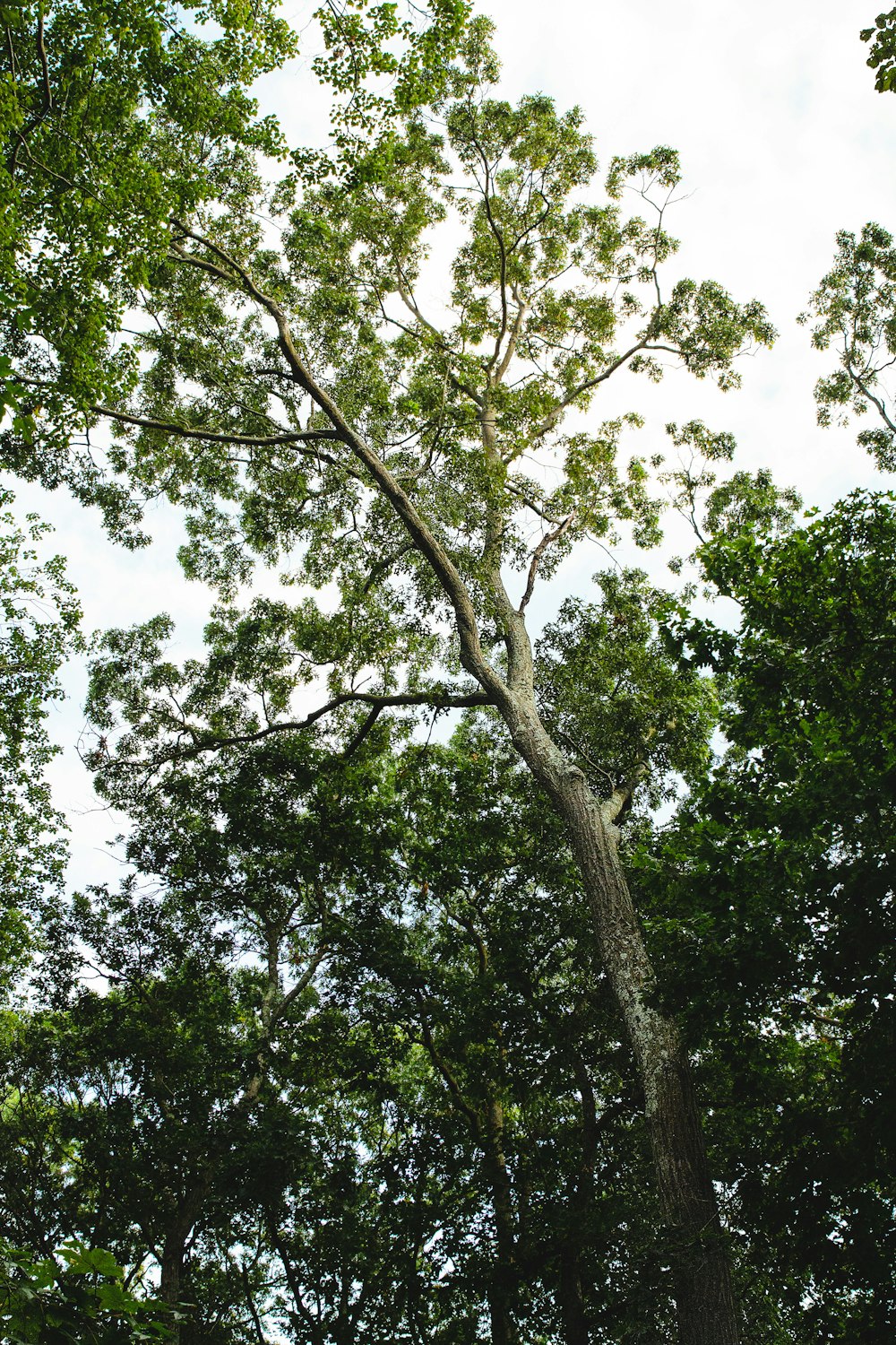 a tall tree with lots of green leaves