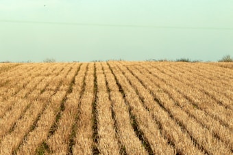 A field of dry, cut stubble crops arranged in neat, evenly-spaced rows. The ground is covered with the remnants of harvested plants, and there are faint traces of green growth between the rows. The horizon is flat and there are a few small bushes at the edge of the field against a pale blue sky.