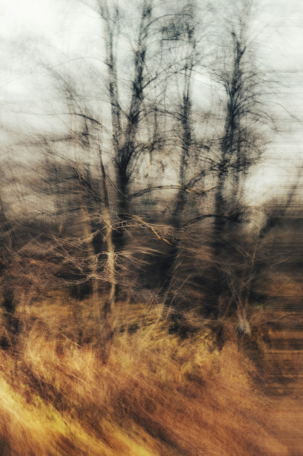 a blurry photo of trees in a field