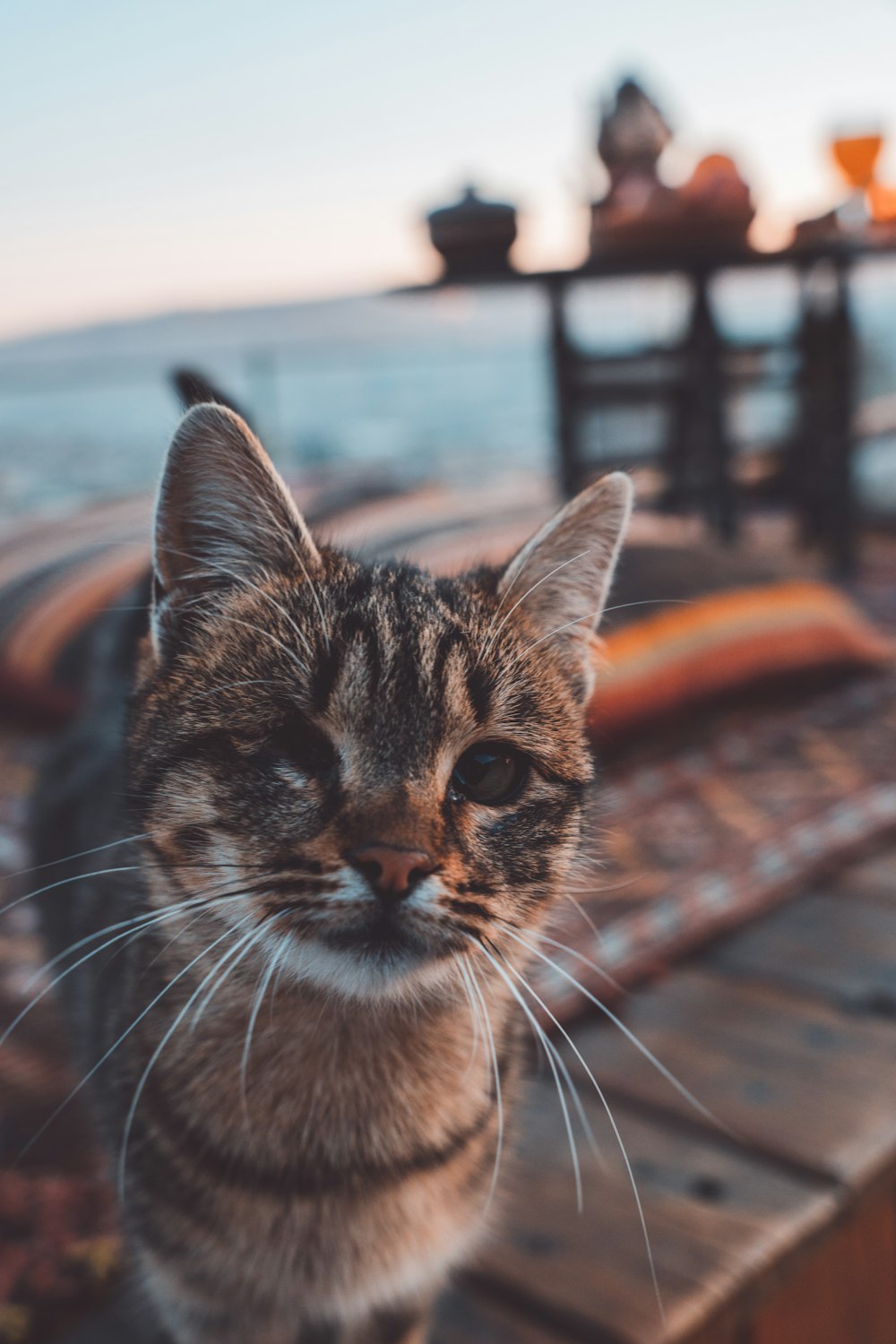 a cat sitting on a wooden table looking at the camera