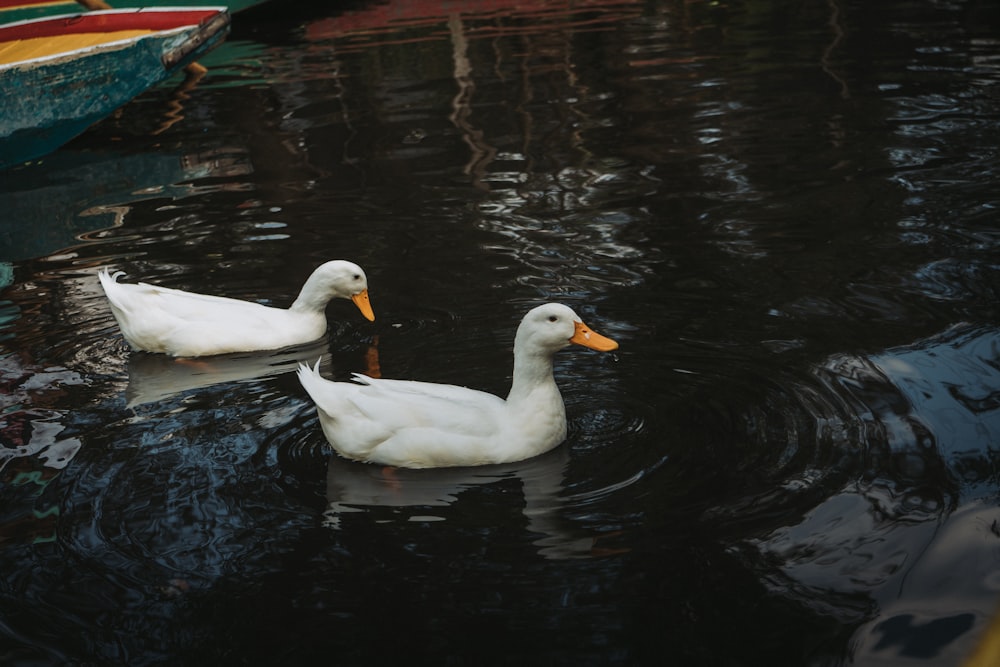 a couple of ducks floating on top of a body of water