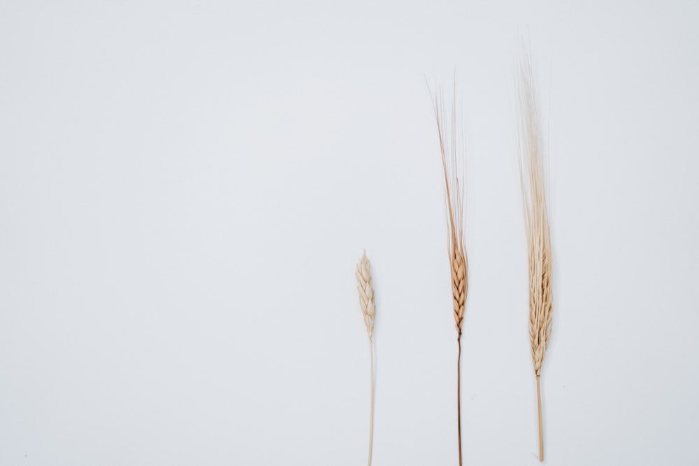 two stalks of wheat on a white background