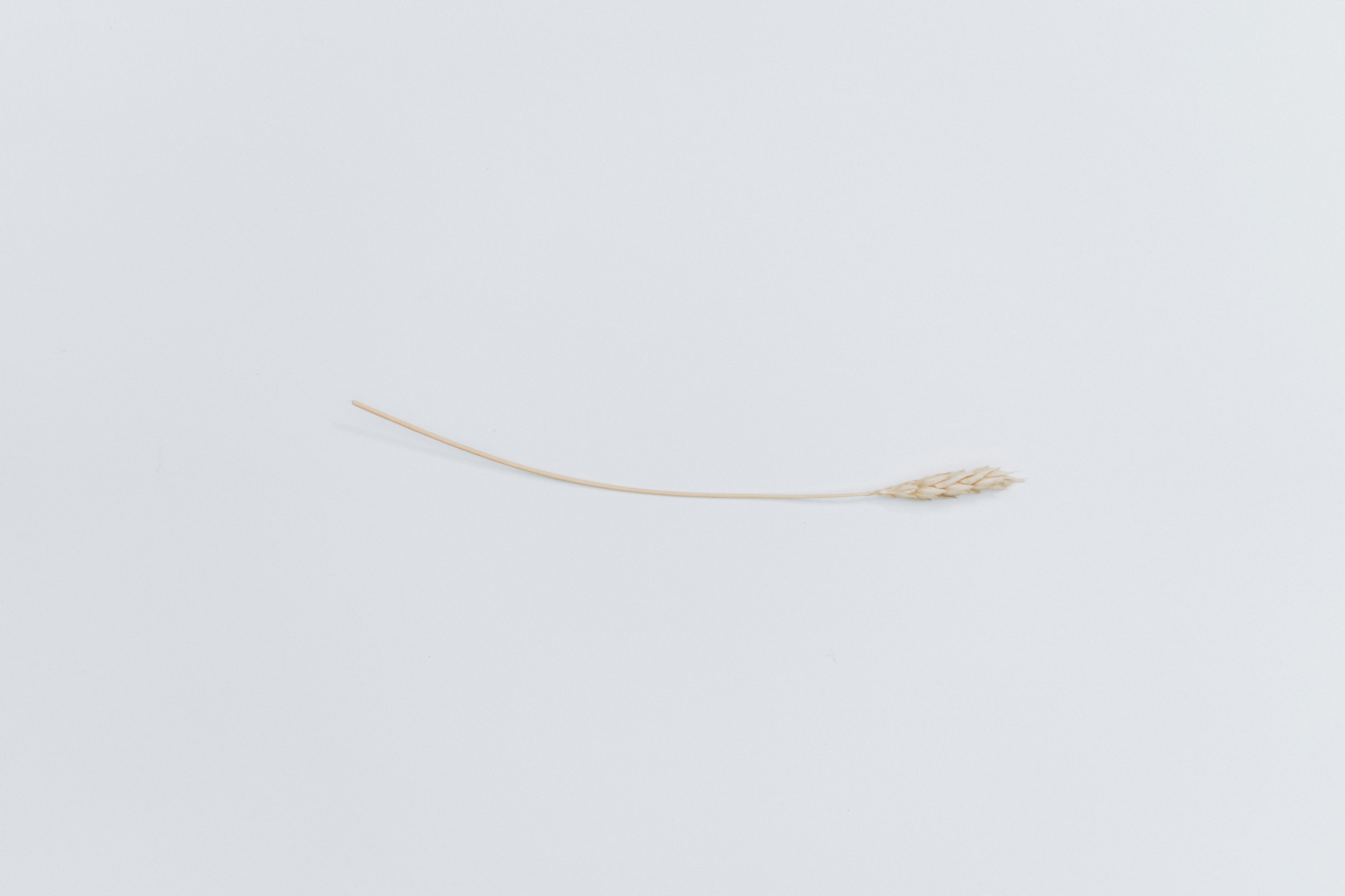 Photo by danielalvasd