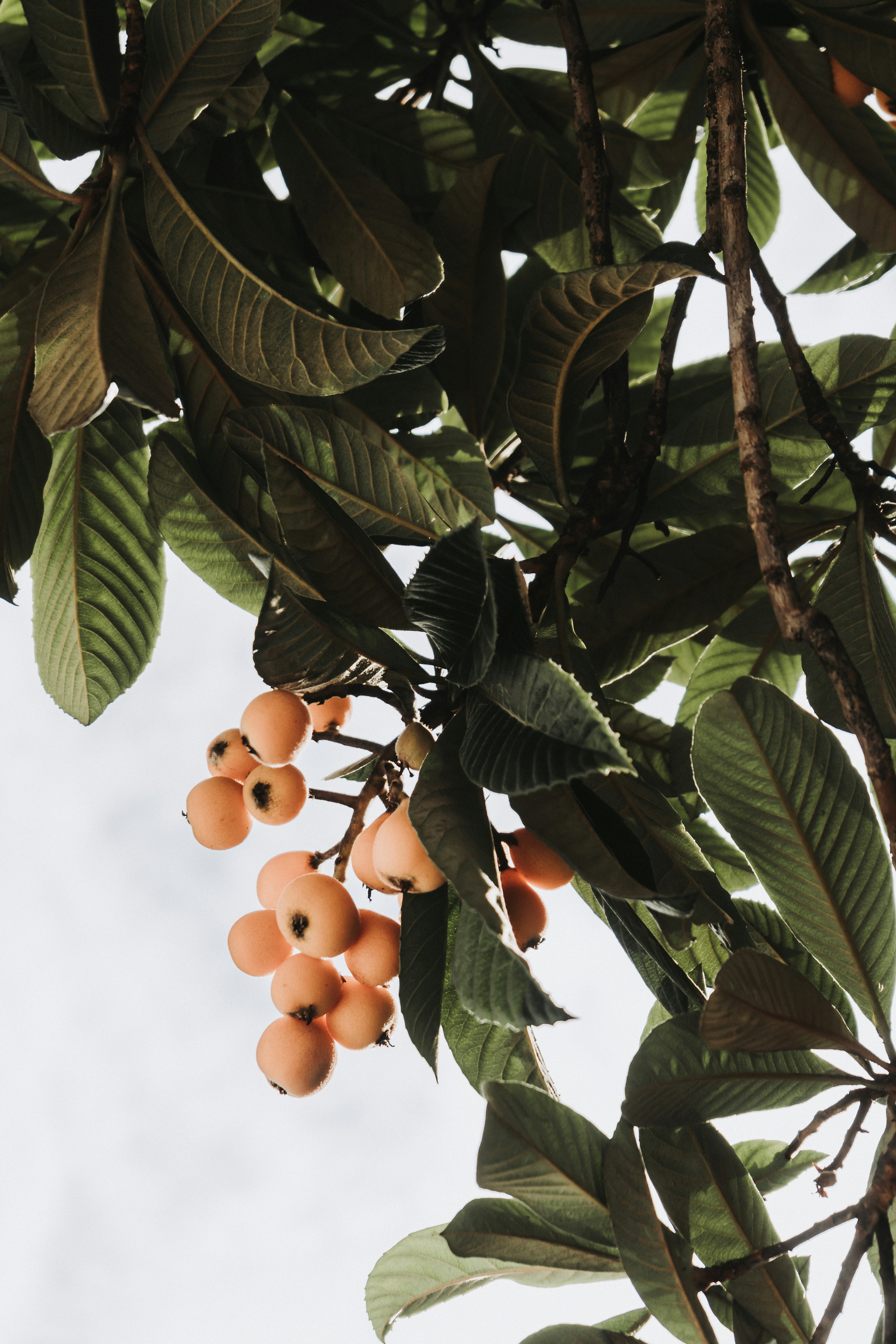 a bunch of fruit hanging from a tree