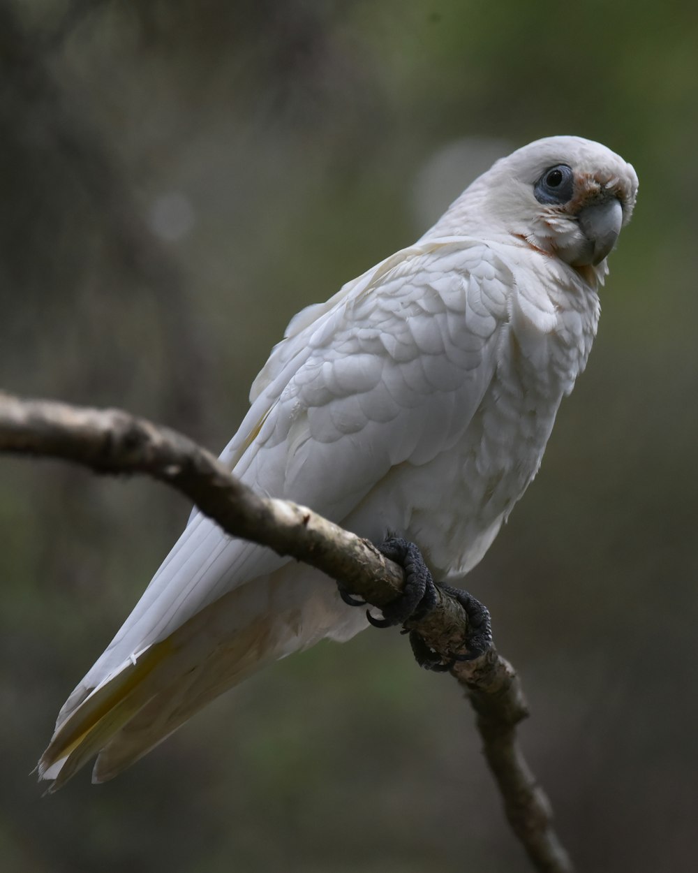 a white bird perched on a tree branch