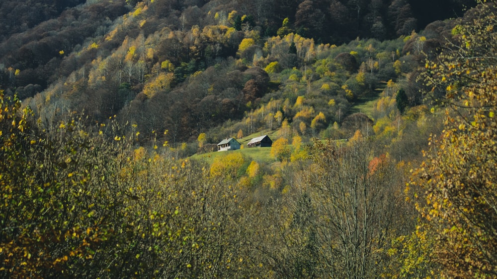 a house in the middle of a wooded area