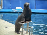 A seal is positioned upright on a small platform beside a pool. The water is a clear blue, reflecting light, and a blue panel serves as a backdrop. A white container is placed on a table near the pool.