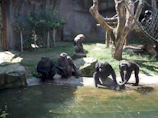 Visitors observing primates in their safe environment at the heart of Yaoundé.