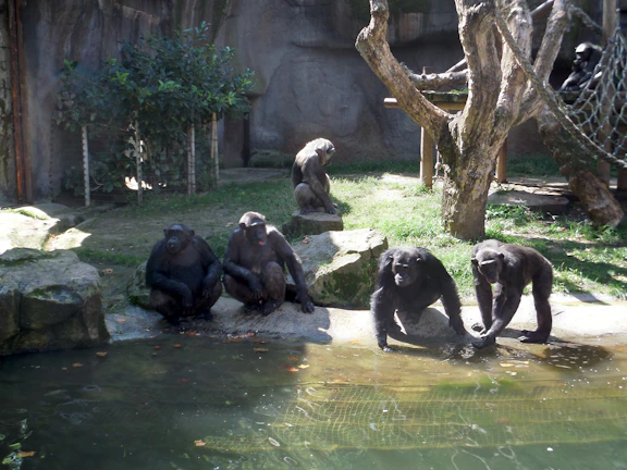 Visitors observing primates in their safe environment at the heart of Yaoundé.