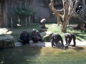 Several chimpanzees are gathered around a water body in an enclosure resembling a natural habitat. Rocks, trees, and foliage are present, providing a shaded, serene environment for the animals.