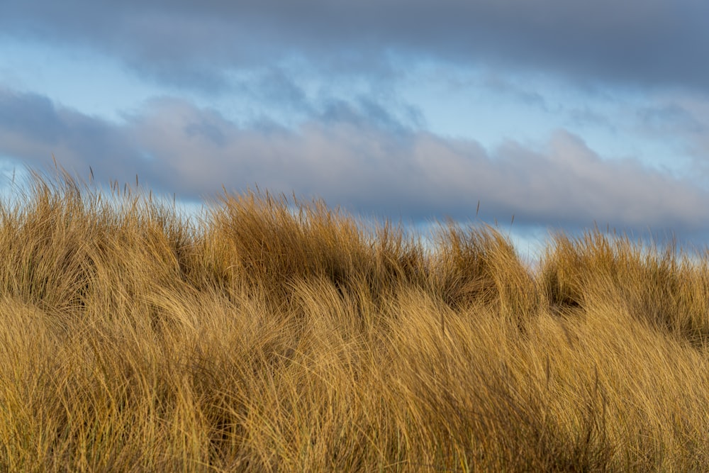 a field of tall grass with a cloudy sky in the background