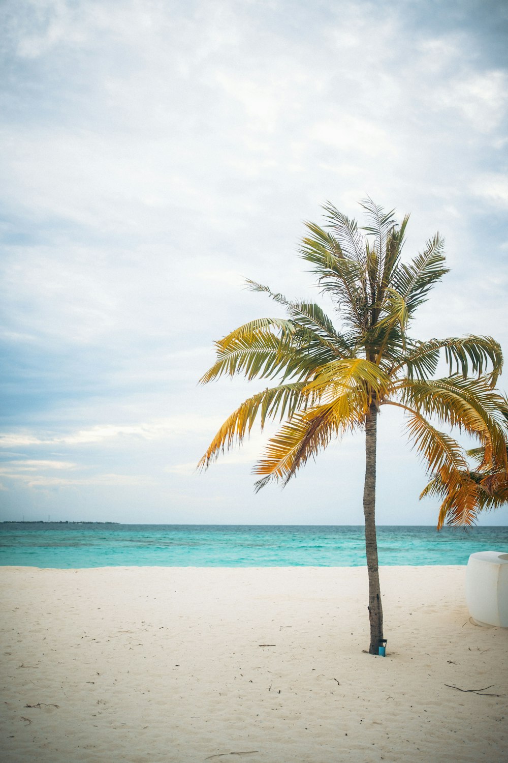 a lone palm tree on a beach with the ocean in the background