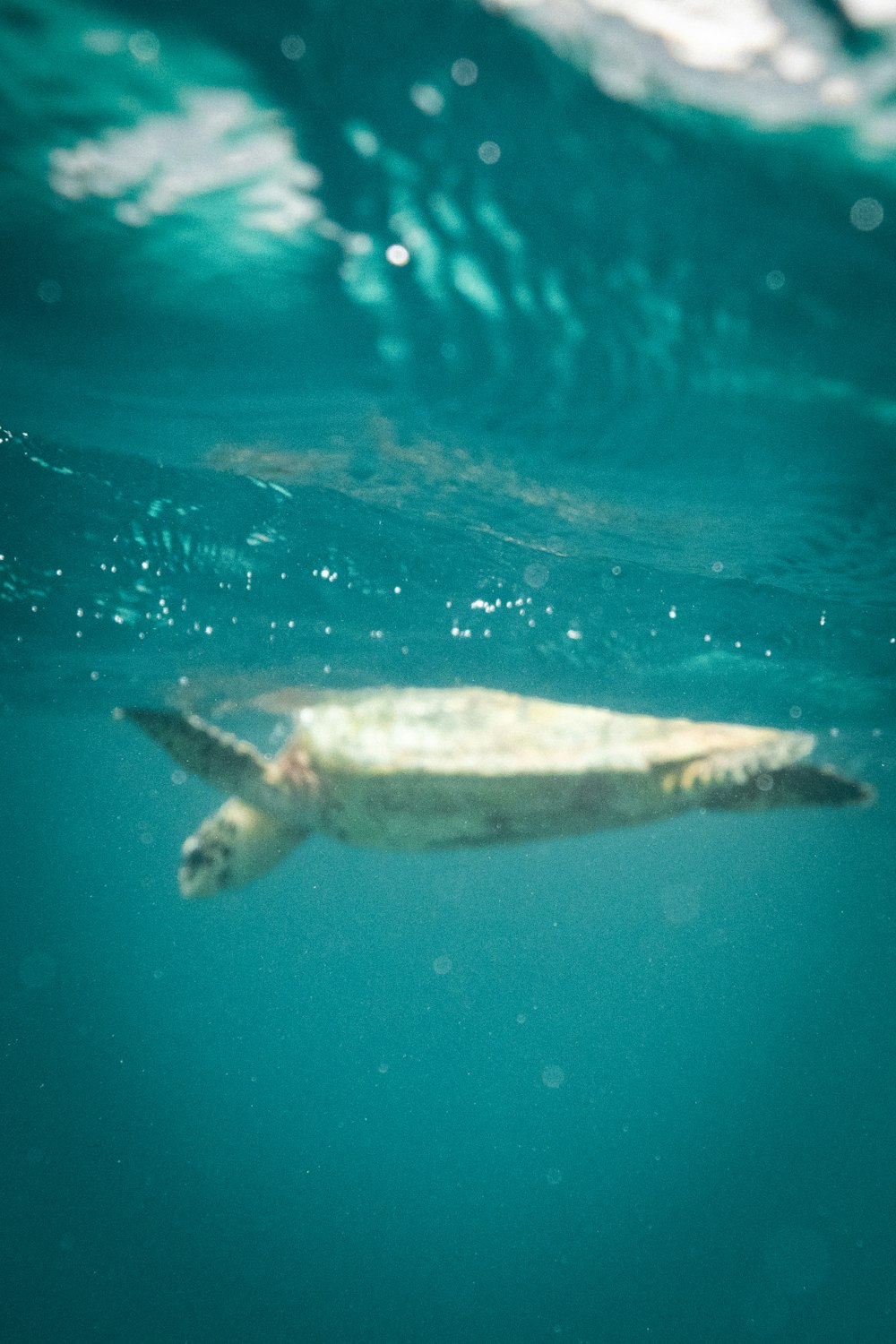 a turtle swims in the ocean water
