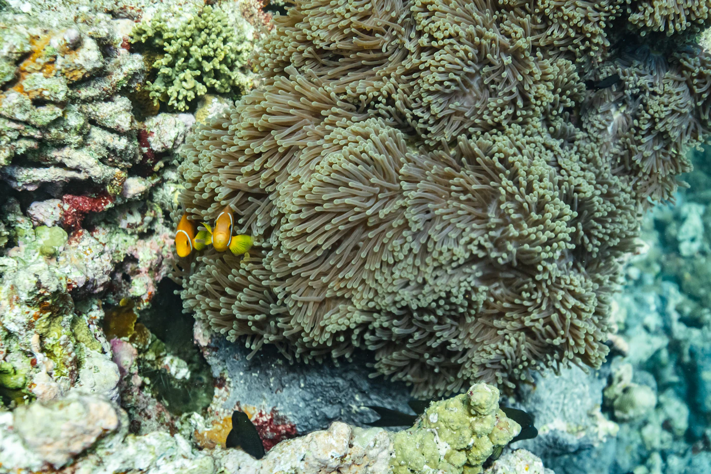 Anemonen und Rifffische unter Wasser auf den Malediven