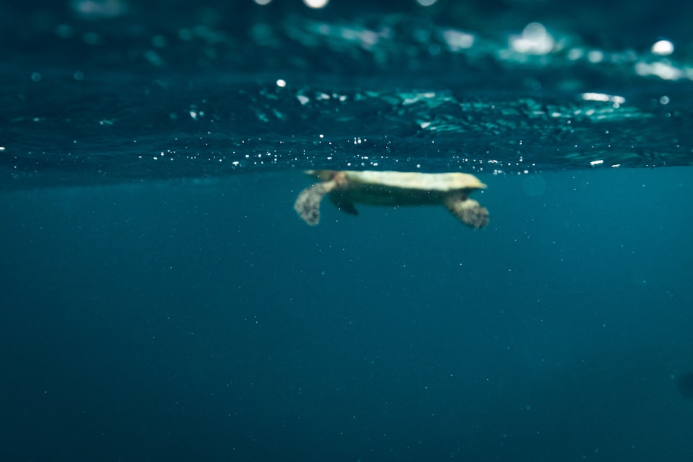 a turtle swimming in the ocean with its head above the water