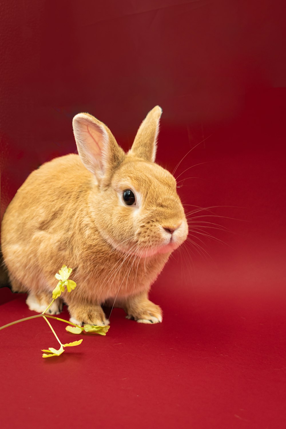 Ein kleines Kaninchen sitzt auf einem roten Boden