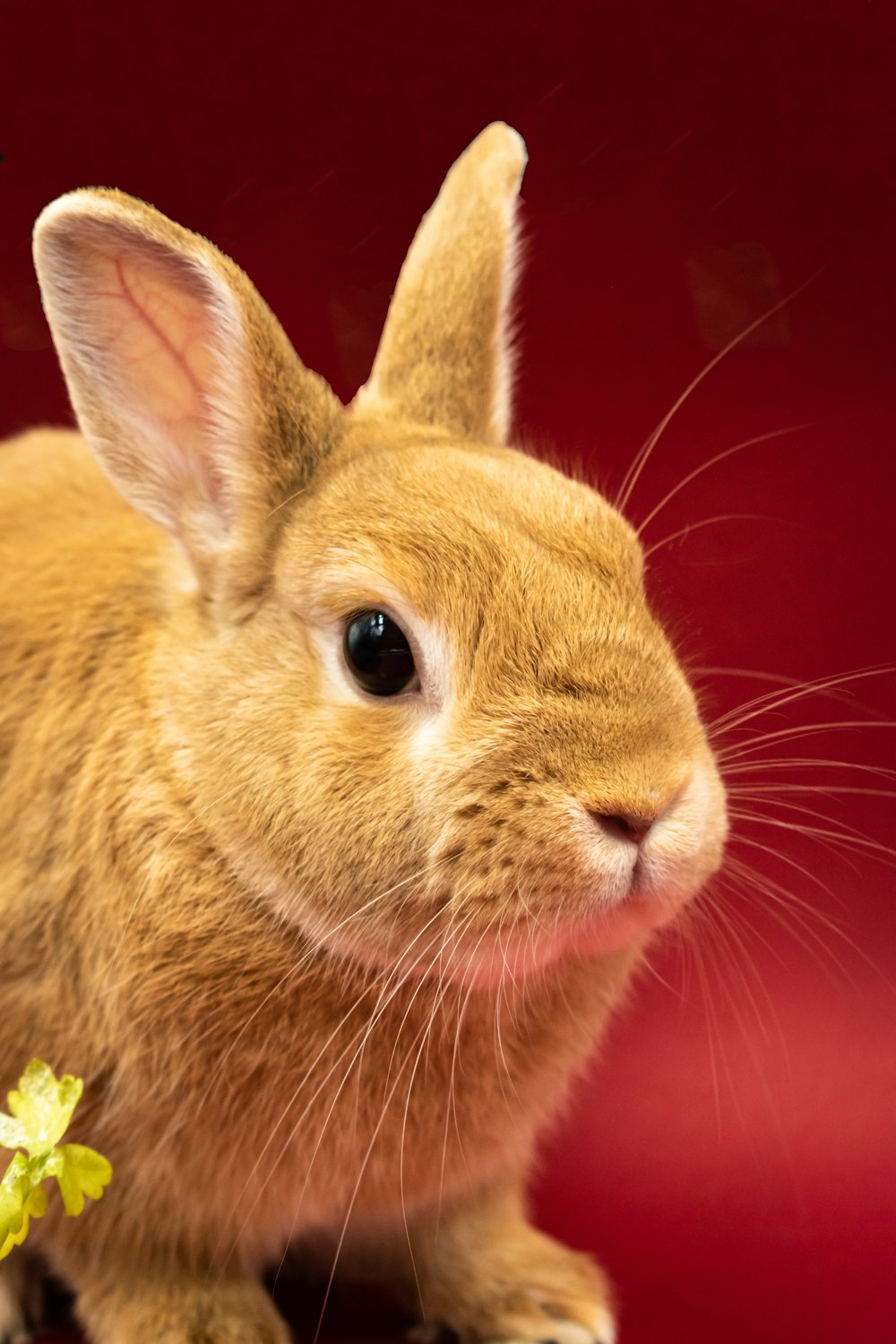 a close up of a small rabbit on a table