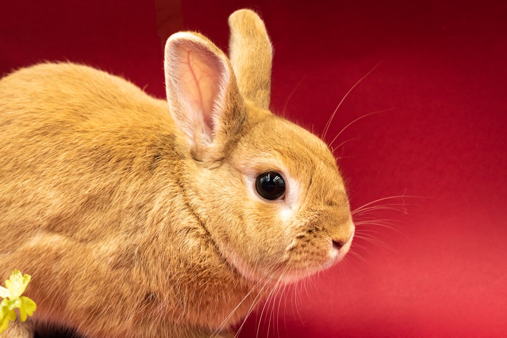 a brown rabbit sitting on top of a table