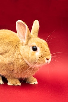 a small brown rabbit sitting on top of a red surface
