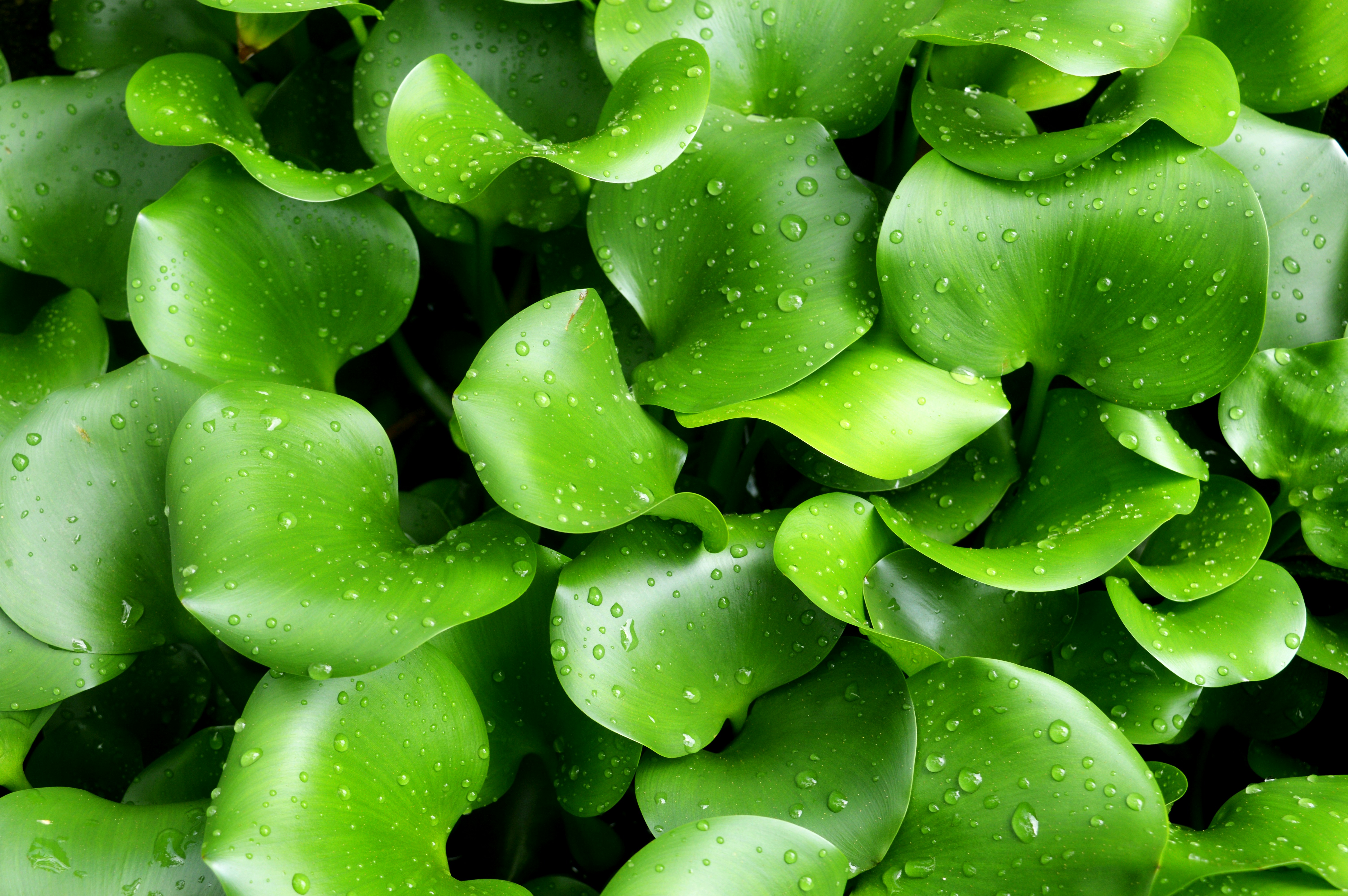 Photo by mieyrasuhaimi