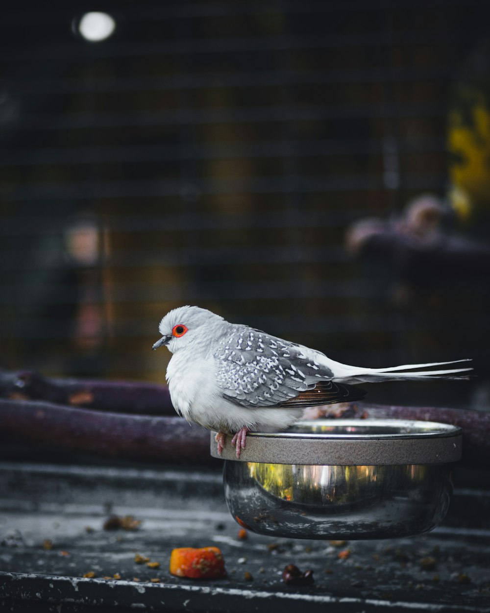 Un uccello bianco seduto in cima a una ciotola di metallo