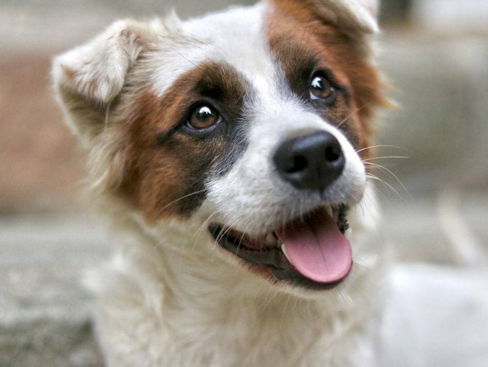 a close up of a dog with its tongue out