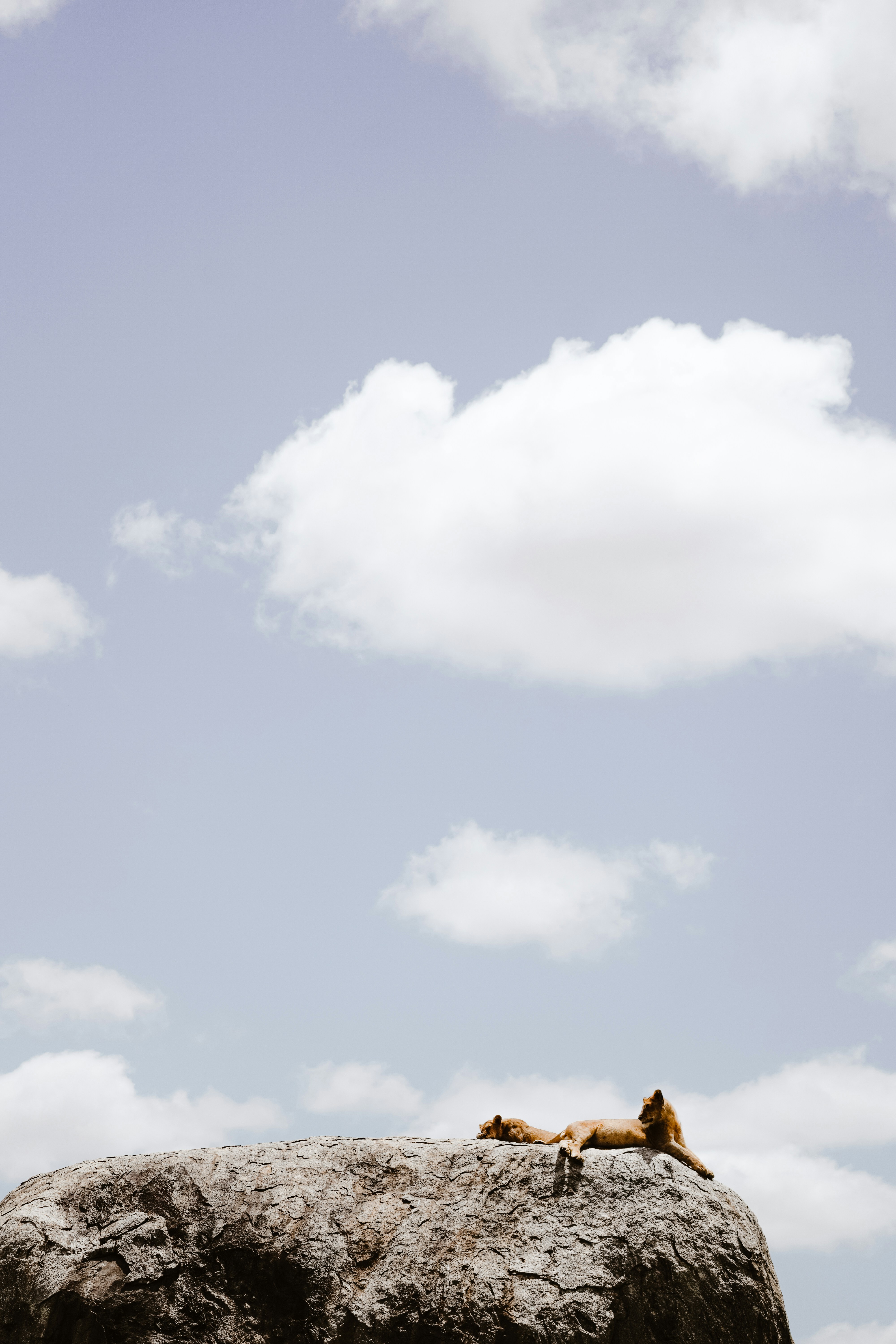 A couple of animals laying on top of a large rock photo – Free Rock ...