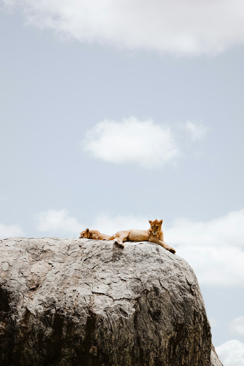 a couple of lions laying on top of a large rock