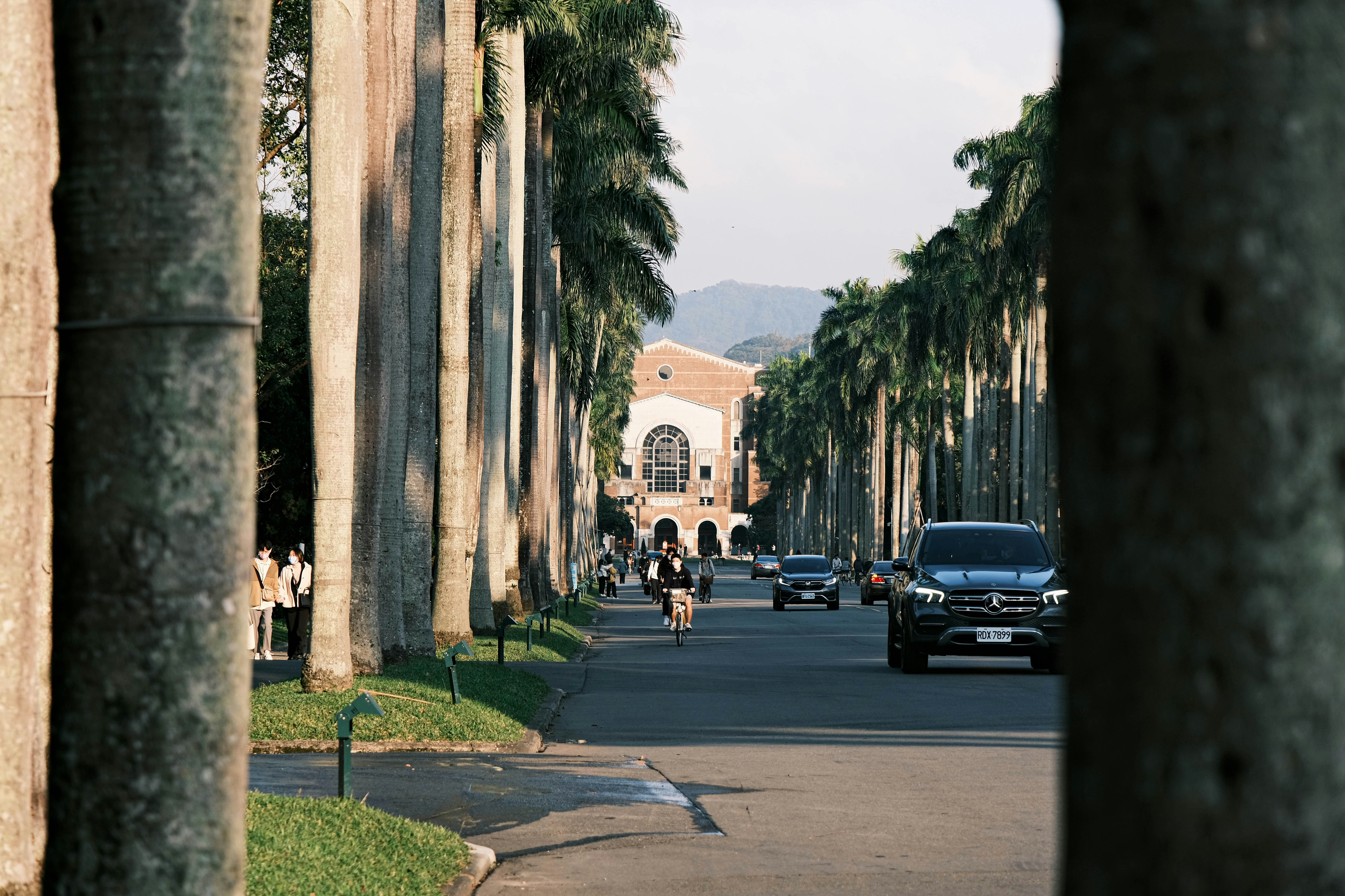 a street lined with palm trees and tall buildings