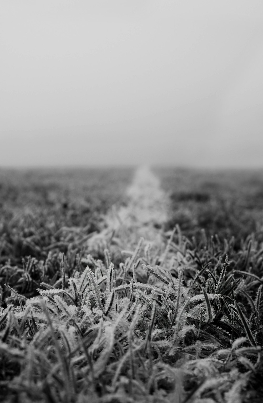 a black and white photo of a frosty field
