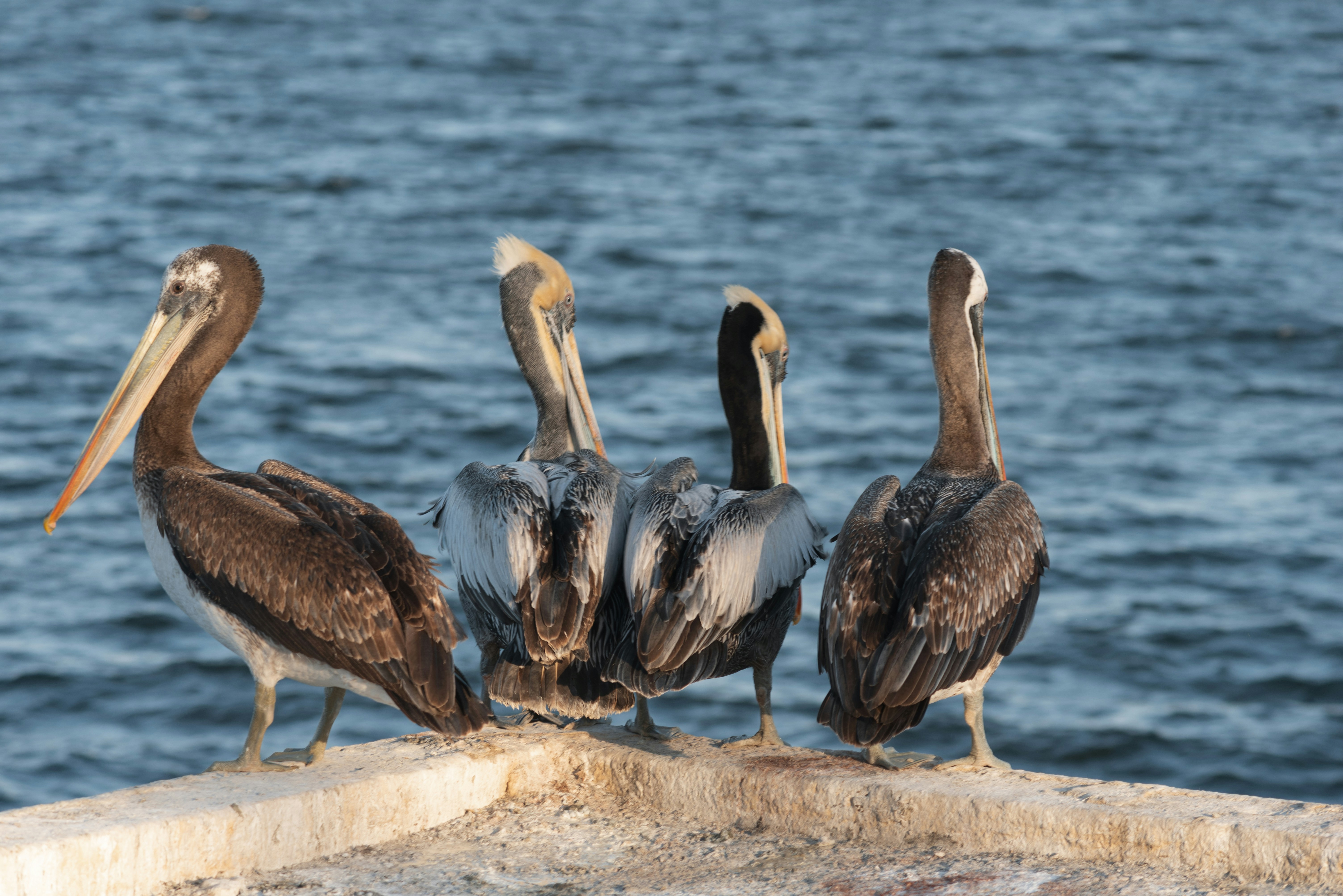 Photo by captoprisko