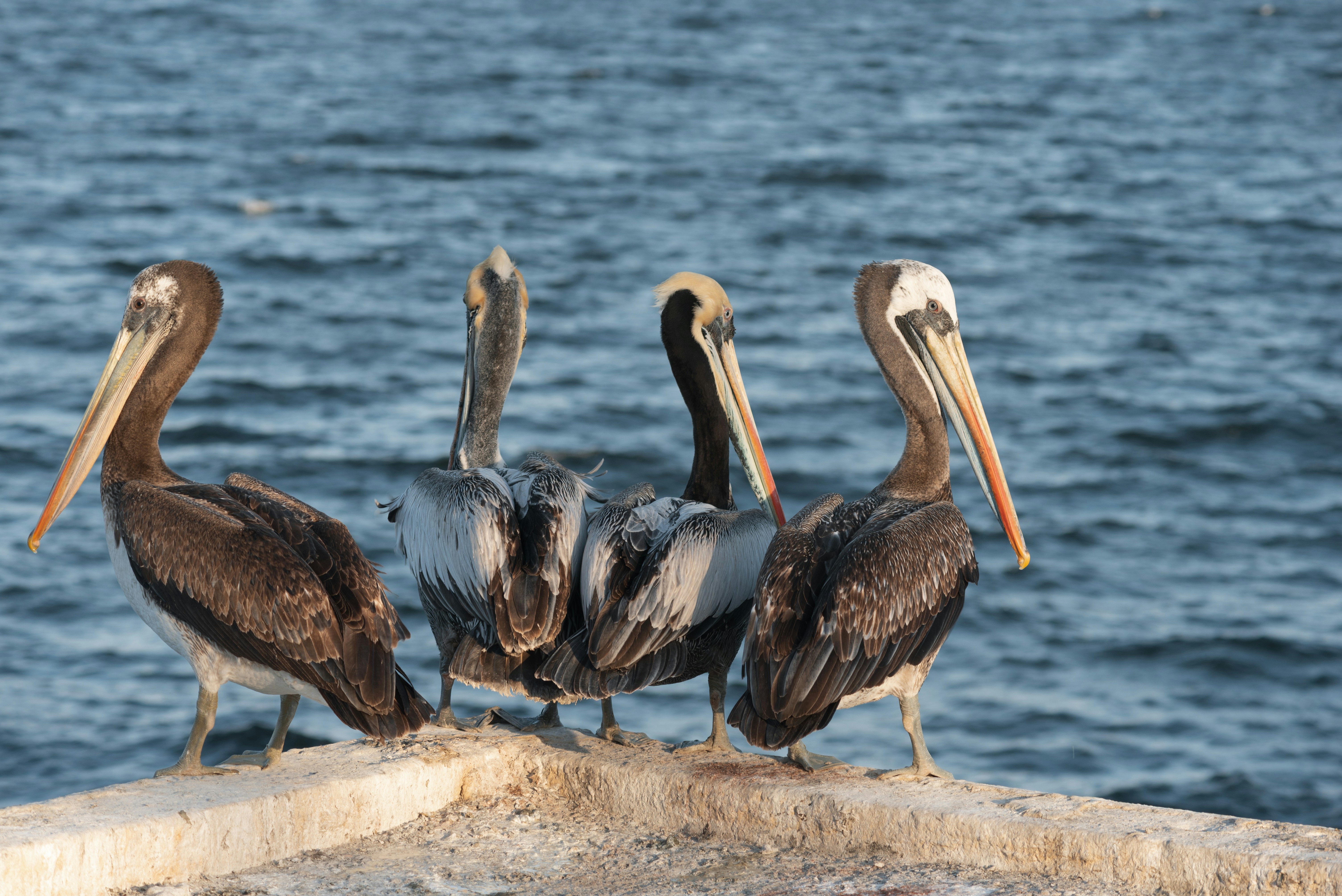 Photo by captoprisko