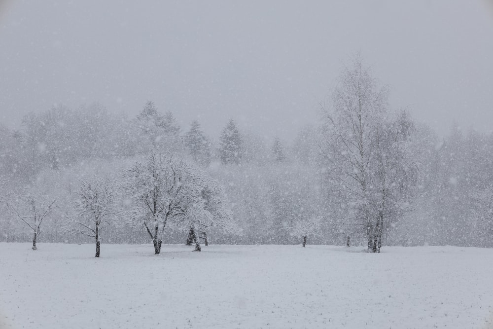 a snow covered field with trees in the background