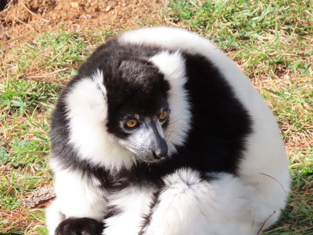 a black and white animal sitting in the grass