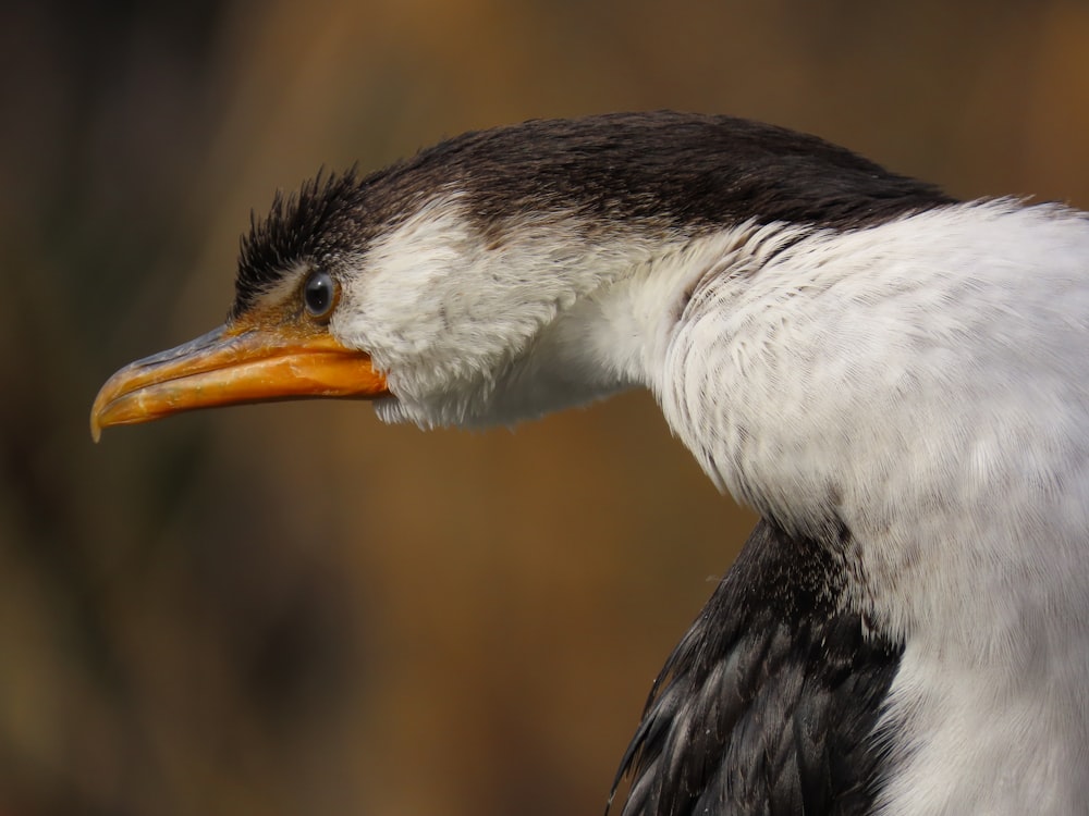 a close up of a bird with a long beak