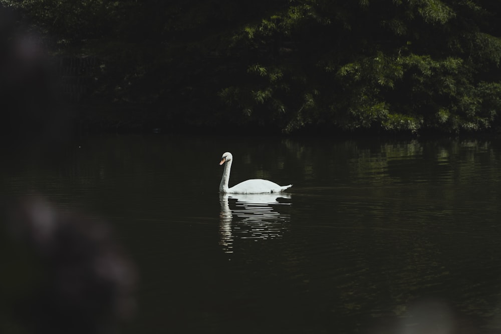 a white swan floating on top of a body of water