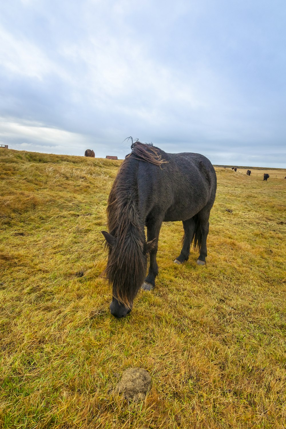 a black horse grazing in a grassy field