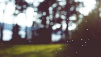 Small insects are flying in a blurred outdoor setting with a natural backdrop of trees and grass. Light filters through the foliage, creating a soft, bokeh effect.