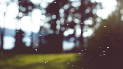 Small insects are flying in a blurred outdoor setting with a natural backdrop of trees and grass. Light filters through the foliage, creating a soft, bokeh effect.