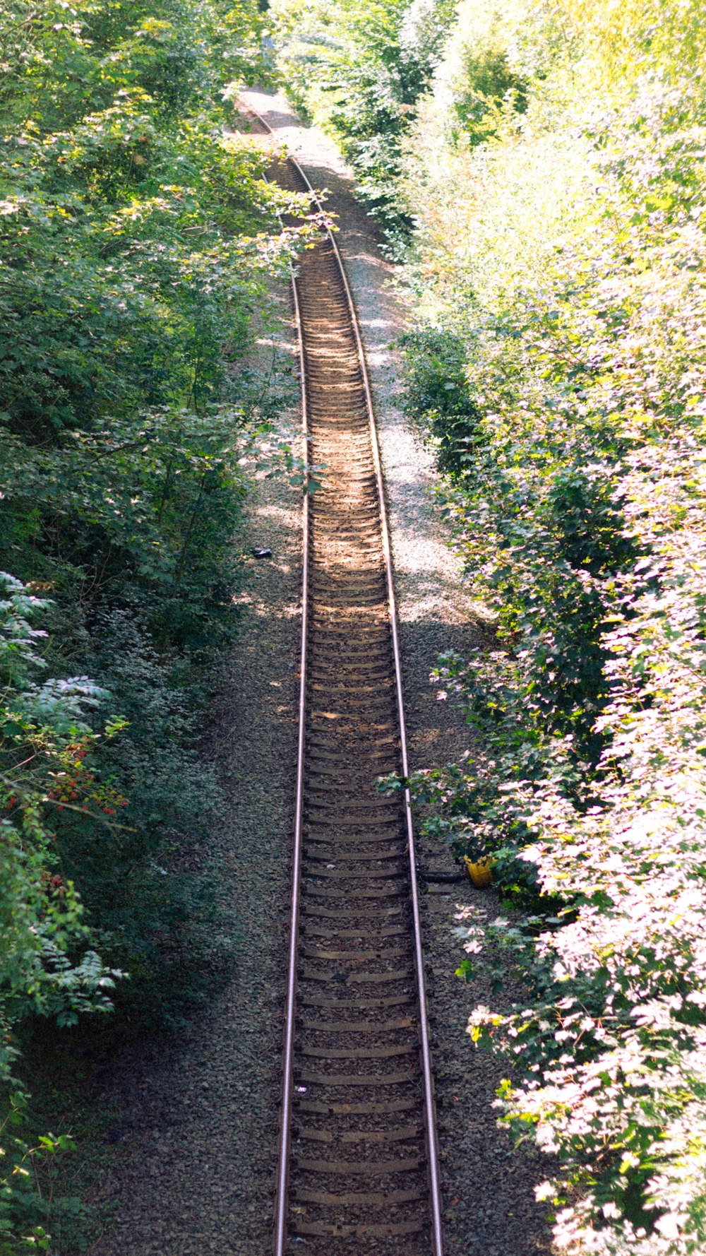 Un binario ferroviario nel mezzo di una foresta