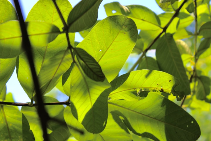 The Health Benefits of Drinking Extracted Water from Boiled Guava and Pawpaw Leaves
