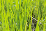 Close-up of freshly trimmed, vibrant green grass with sharp edges under bright sunlight.