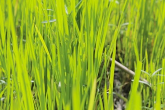 Close-up of vibrant green wheatgrass blades freshly harvested in a sunlit home garden.